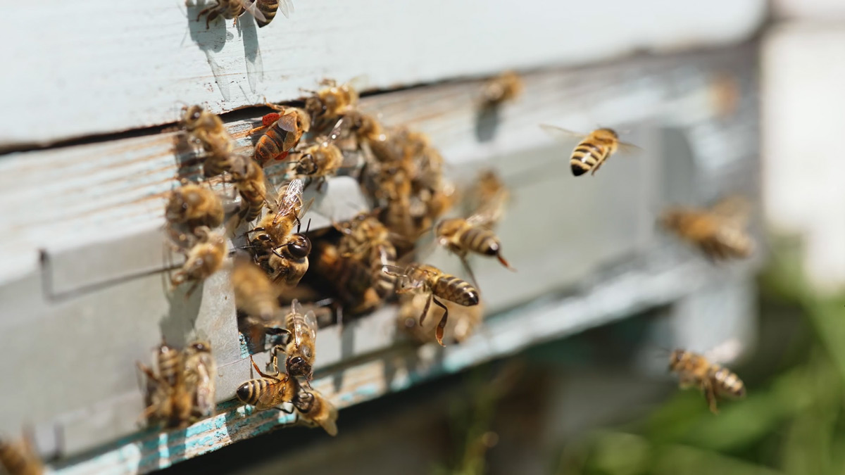 Apiary