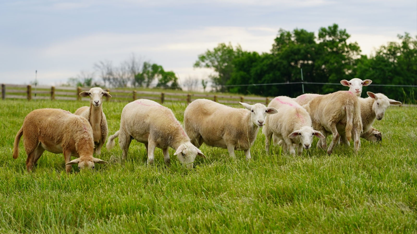 sheep star hill farm