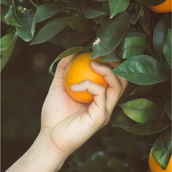 orange fruit piece