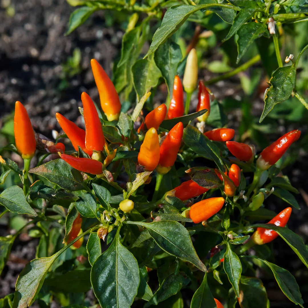 Chili Slice Herbs Cocktail Overhead Maker’s Mark