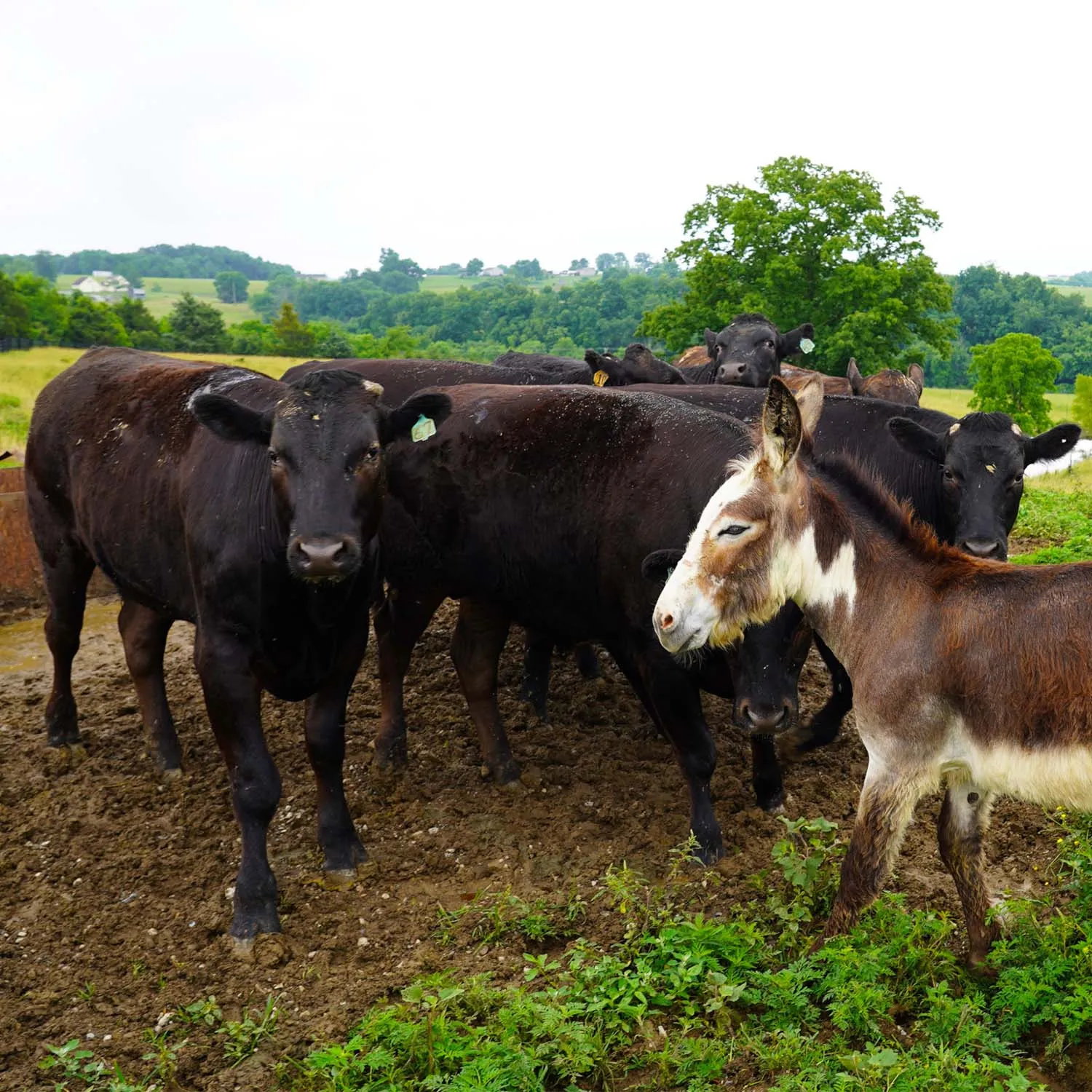 Cattle star hill farm