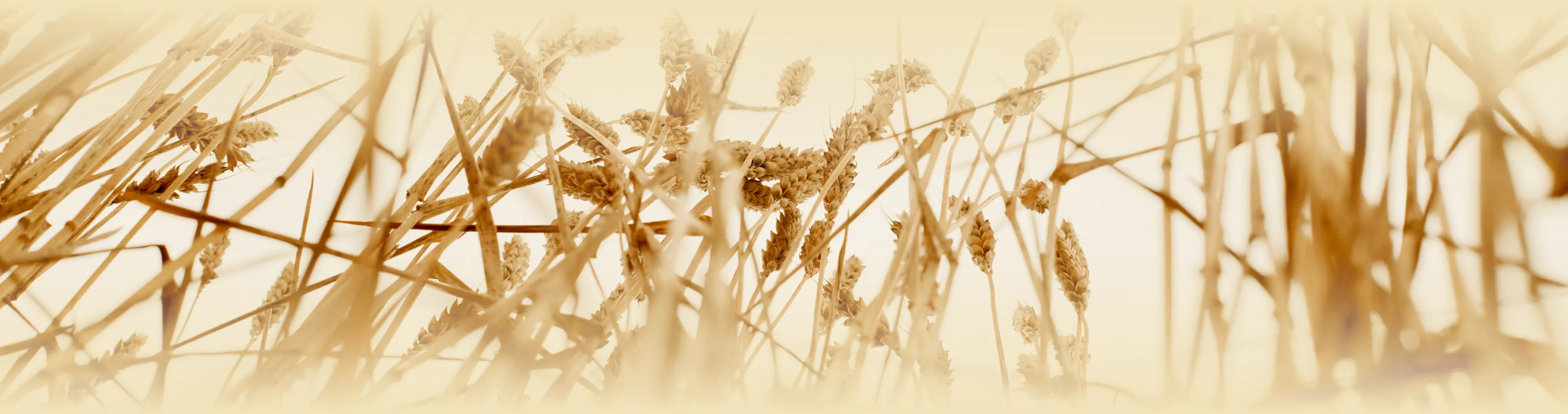 wheat image