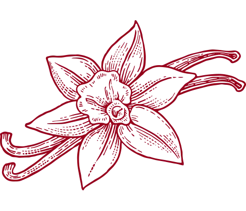 An illustration of a vanilla flower in red.