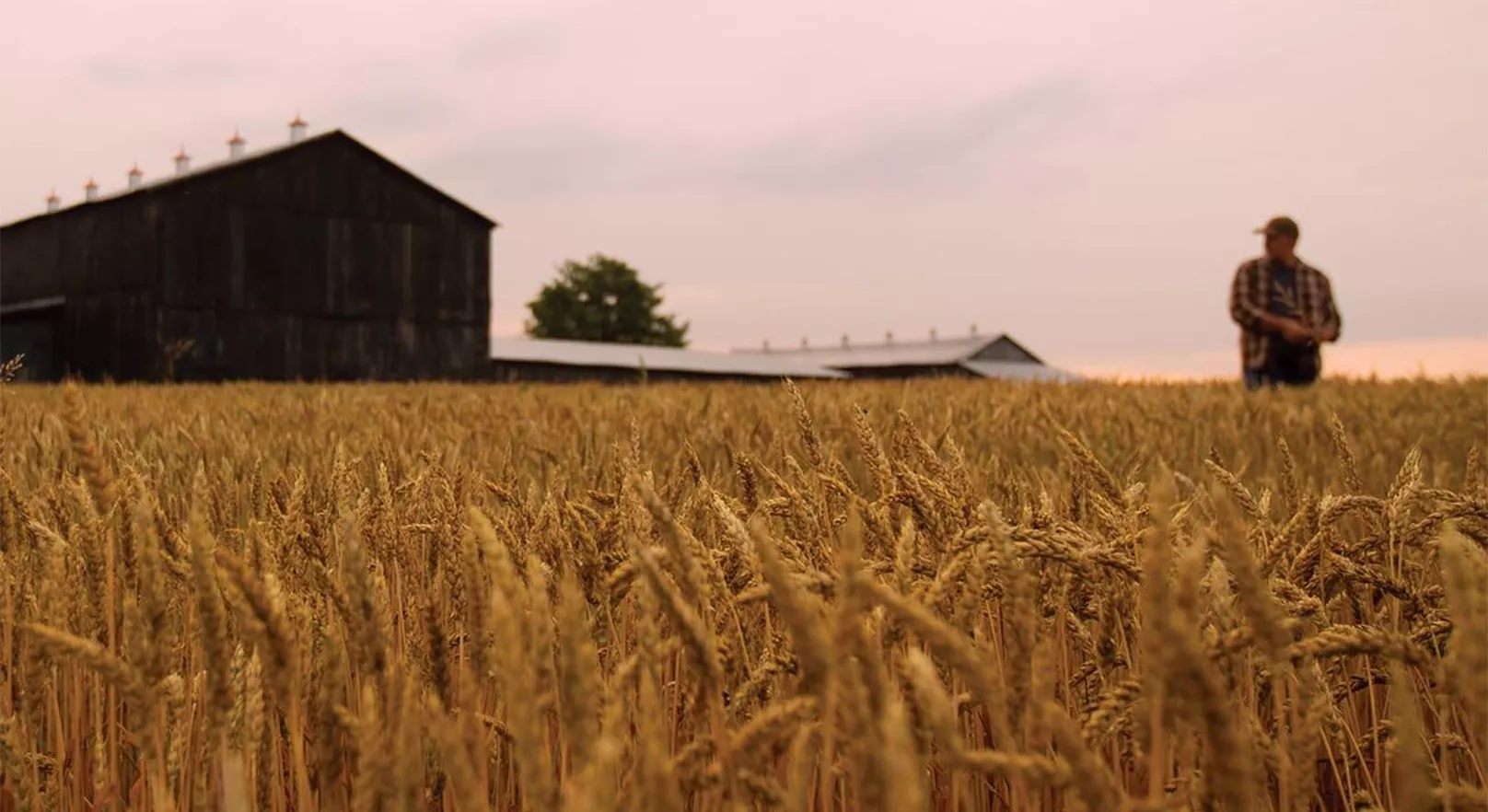 A man in a baseball cap is standing against a backdrop of pink skies and a barn in a field of barley at the Maker's Mark distillery that is used for propagating their signature yeast strain. 