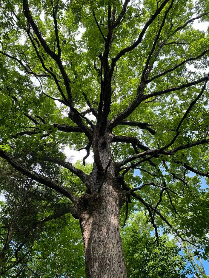 Photograph of a tree canopy on the Maker's Mark distillery grounds.